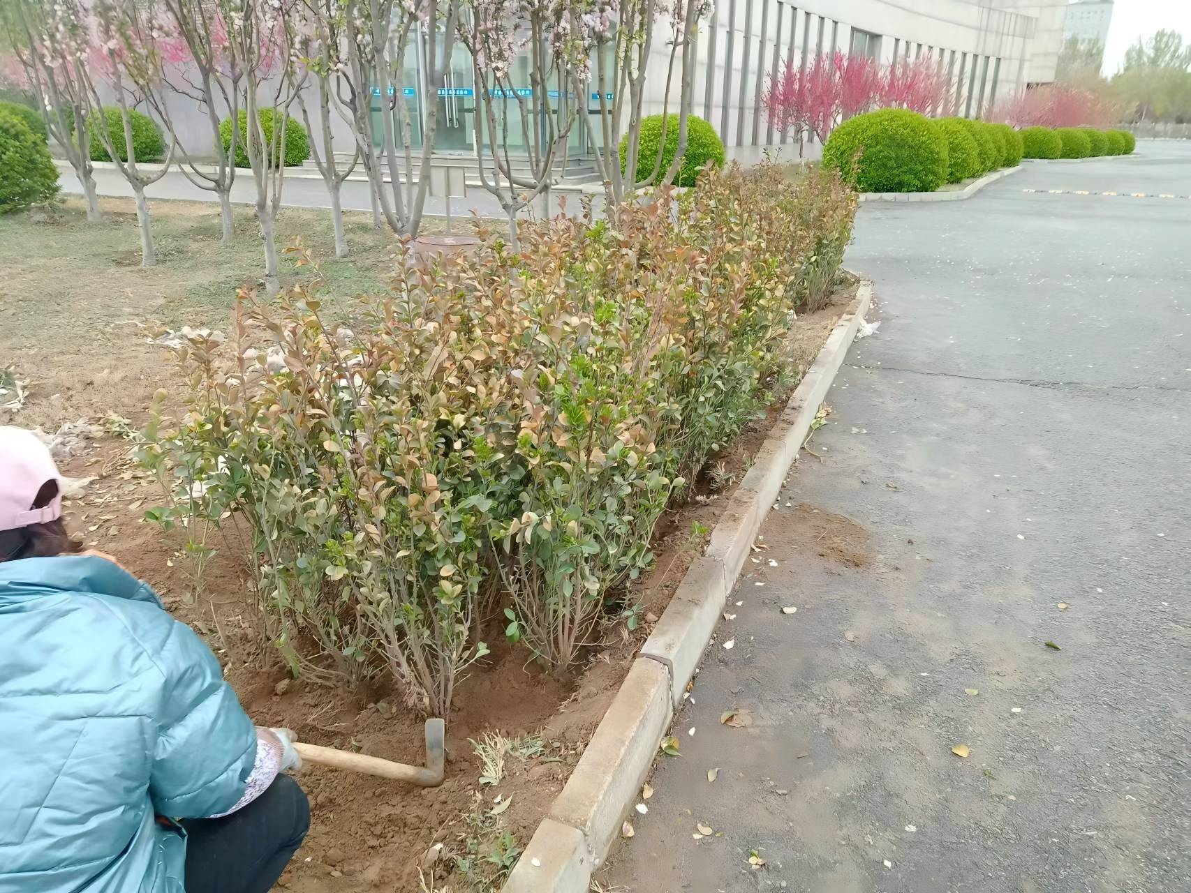 北京春季綠籬種植注意事項(xiàng)